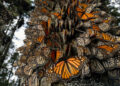 Un español entre los mejores fotógrafos del mundo por captar la migración de las mariposas monarca