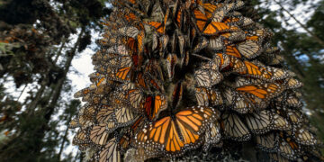 Un español entre los mejores fotógrafos del mundo por captar la migración de las mariposas monarca