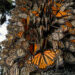 Un español entre los mejores fotógrafos del mundo por captar la migración de las mariposas monarca