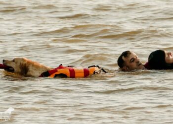 Perros socorristas reforzarán la protección de las playas malagueñas este verano