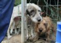 Denuncian a un vecino de Estepona por tener hasta 40 perros en estado de abandono