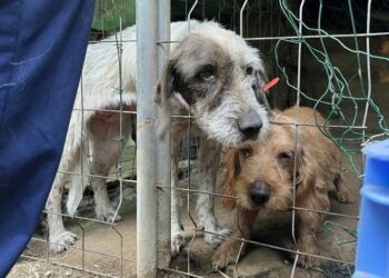 Denuncian a un vecino de Estepona por tener hasta 40 perros en estado de abandono