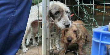 Denuncian a un vecino de Estepona por tener hasta 40 perros en estado de abandono