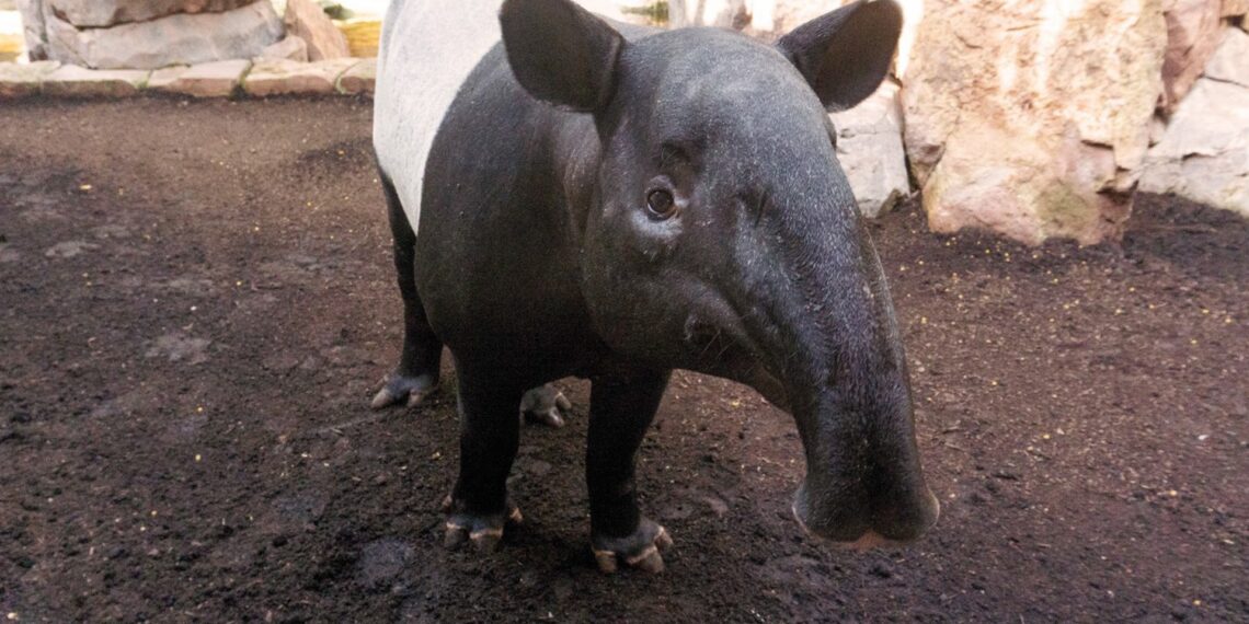 Bioparc Fuengirola, único centro de conservación en España que trabaja en protección del tapir malayo