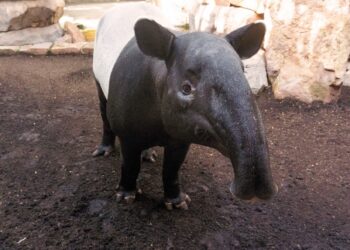 Bioparc Fuengirola, único centro de conservación en España que trabaja en protección del tapir malayo