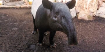 Bioparc Fuengirola, único centro de conservación en España que trabaja en protección del tapir malayo