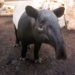 Bioparc Fuengirola, único centro de conservación en España que trabaja en protección del tapir malayo