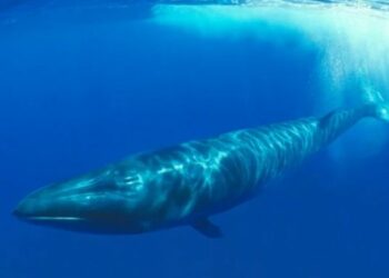 Una gran ballena azul Sei vuelve a aparece casi 100 años después en la Patagonia