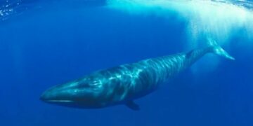 Una gran ballena azul Sei vuelve a aparece casi 100 años después en la Patagonia