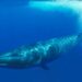 Una gran ballena azul Sei vuelve a aparece casi 100 años después en la Patagonia
