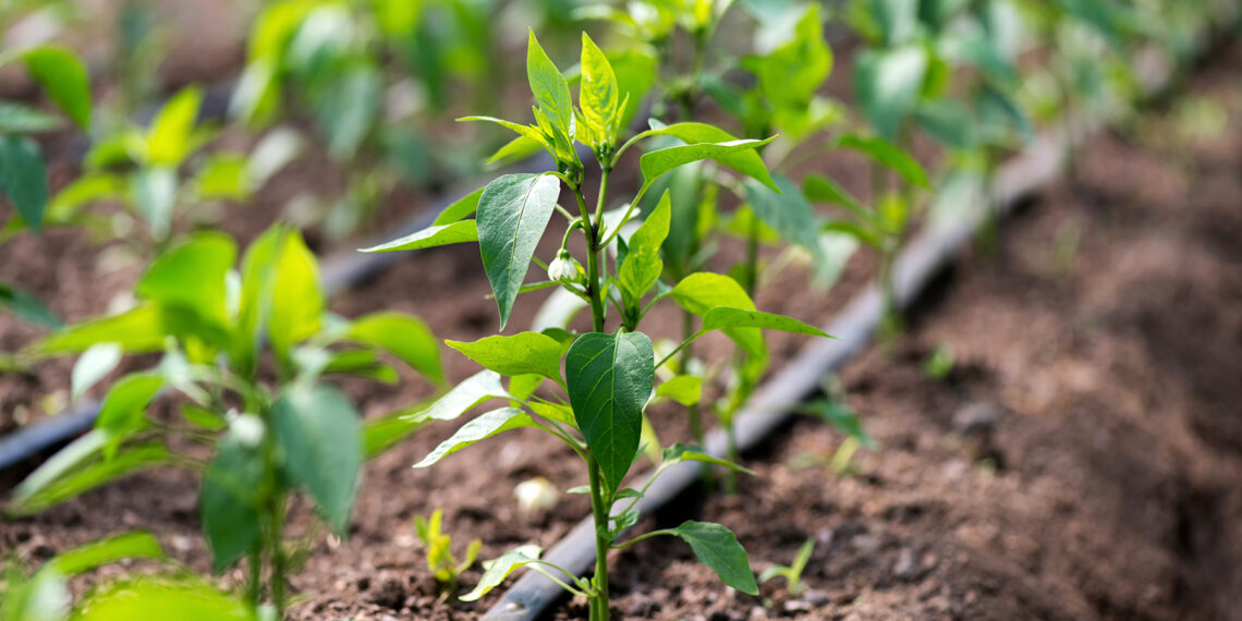 La Junta propondrá «una posible flexibilización» del agua para el riego agrícola en el Comité de Sequía