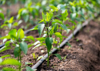 La Junta propondrá «una posible flexibilización» del agua para el riego agrícola en el Comité de Sequía