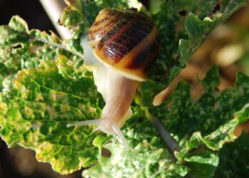 Andalucía importa 5.000 toneladas de caracoles desde Marruecos por valor de casi cuatro millones de euros