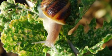 Andalucía importa 5.000 toneladas de caracoles desde Marruecos por valor de casi cuatro millones de euros