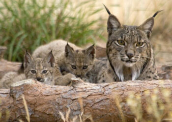 El lince duplica su población en los últimos tres años y llega a los 2.000 ejemplares