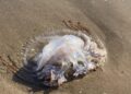 Comienzan a llegar las primeras medusas a las playas de la Costa del Sol