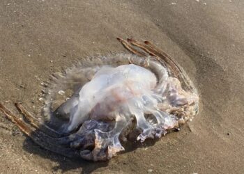 Comienzan a llegar las primeras medusas a las playas de la Costa del Sol
