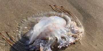 Comienzan a llegar las primeras medusas a las playas de la Costa del Sol