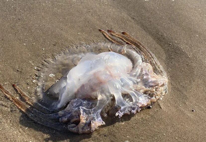 Comienzan a llegar las primeras medusas a las playas de la Costa del Sol