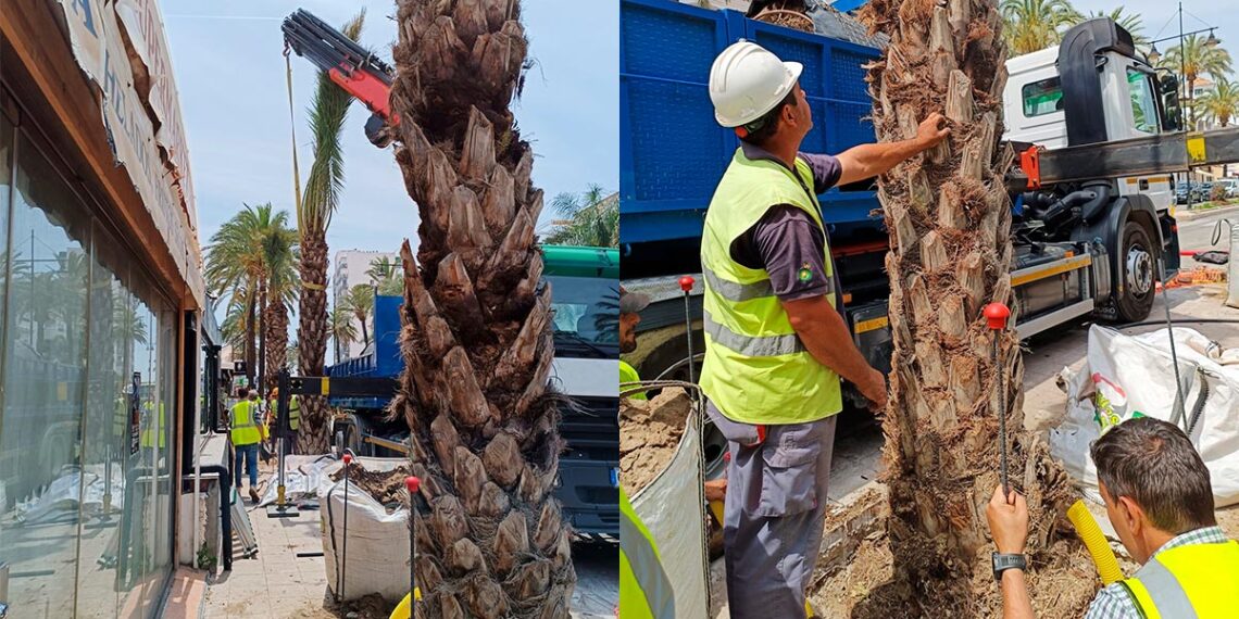 Avanzan los trabajos de reposición de las palmeras en la costa, que se llevan a cabo con agua no potable