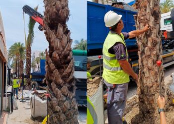 Avanzan los trabajos de reposición de las palmeras en la costa, que se llevan a cabo con agua no potable