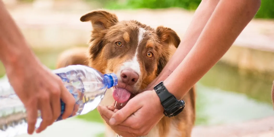 PACMA propone que municipios de más de 20.000 habitantes habiliten fuentes para perros