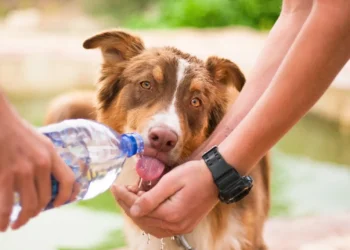 PACMA propone que municipios de más de 20.000 habitantes habiliten fuentes para perros