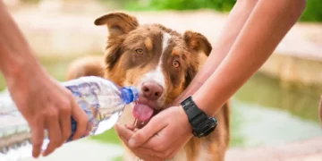 PACMA propone que municipios de más de 20.000 habitantes habiliten fuentes para perros