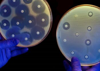 Diseñan una vacuna para combatir la resistencia a los antibióticos