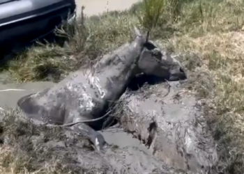 Agentes de la Guardia Civil salvan la vida a un caballo atrapado en el lodo del Guadalquivir, en Doñana