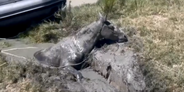 Agentes de la Guardia Civil salvan la vida a un caballo atrapado en el lodo del Guadalquivir, en Doñana