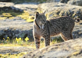 El lince ibérico deja de estar en peligro de extinción
