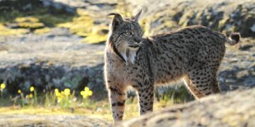El lince ibérico deja de estar en peligro de extinción
