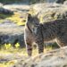 El lince ibérico deja de estar en peligro de extinción