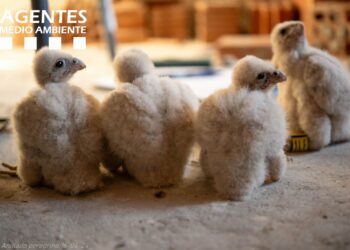 Logran conservar cuatro crías de Halcón Peregrino en el Hotel Don Carlos de Marbella