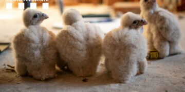 Logran conservar cuatro crías de Halcón Peregrino en el Hotel Don Carlos de Marbella