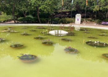 El Ayuntamiento de Benalmádena crea un estanque de nenúfares en el Parque de la Paloma