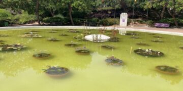 El Ayuntamiento de Benalmádena crea un estanque de nenúfares en el Parque de la Paloma