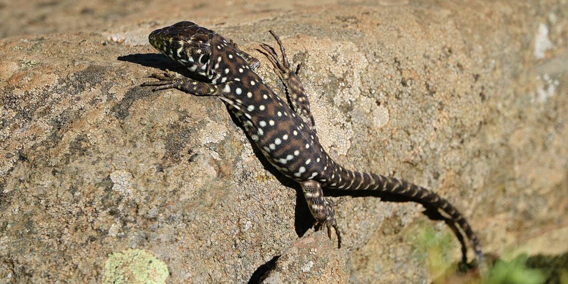 Detectan la presencia de lagartos béticos en Sierra Bermeja