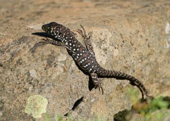 Detectan la presencia de lagartos béticos en Sierra Bermeja