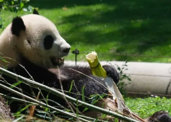 Llega a España una nueva pareja de pandas gigantes procedentes de China