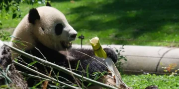 Llega a España una nueva pareja de pandas gigantes procedentes de China