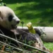 Llega a España una nueva pareja de pandas gigantes procedentes de China