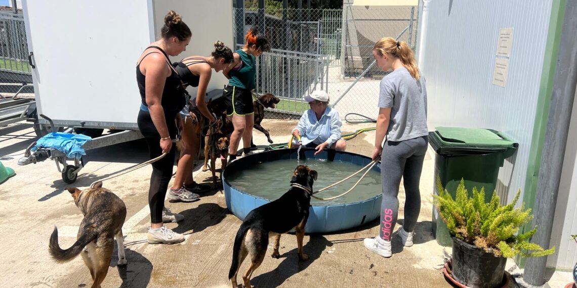 Marbella renueva el convenio de colaboración con la protectora Triple A