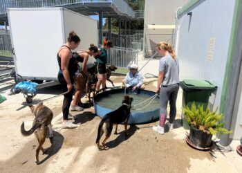 Marbella renueva el convenio de colaboración con la protectora Triple A