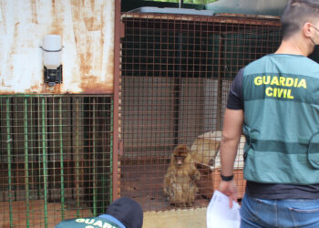 Hallan dos monos de Gibraltar encerrados en el patio de una vivienda