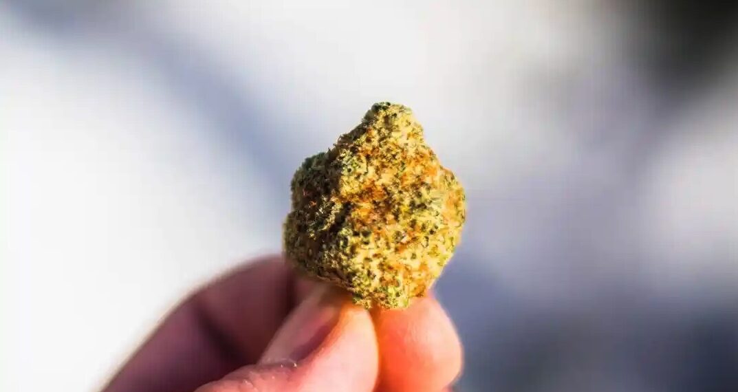 Desarticulado un punto de venta de droga en un “Grow Shop” en San Pedro