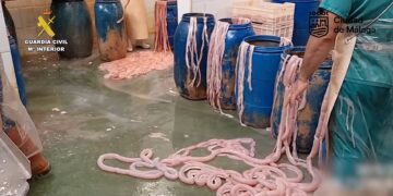 Intervenidos 8.600 kilos de tripas de cerdo elaboradas en dos establecimientos clandestinos en Málaga