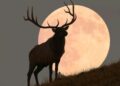 Atentos al cielo: esta noche tendremos la primera luna llena del verano o luna de ciervo
