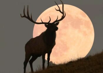 Atentos al cielo: esta noche tendremos la primera luna llena del verano o luna de ciervo